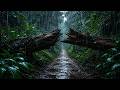 Drowning Out the Anxiety in a Wild Woodland 🌧️ Rain on Forest Leaves 🍃 Fall Asleep Naturally