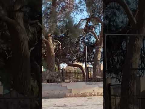 شجرة سيدة مريم سلام الله عليها فى بهنسا مريم شجرة Religion