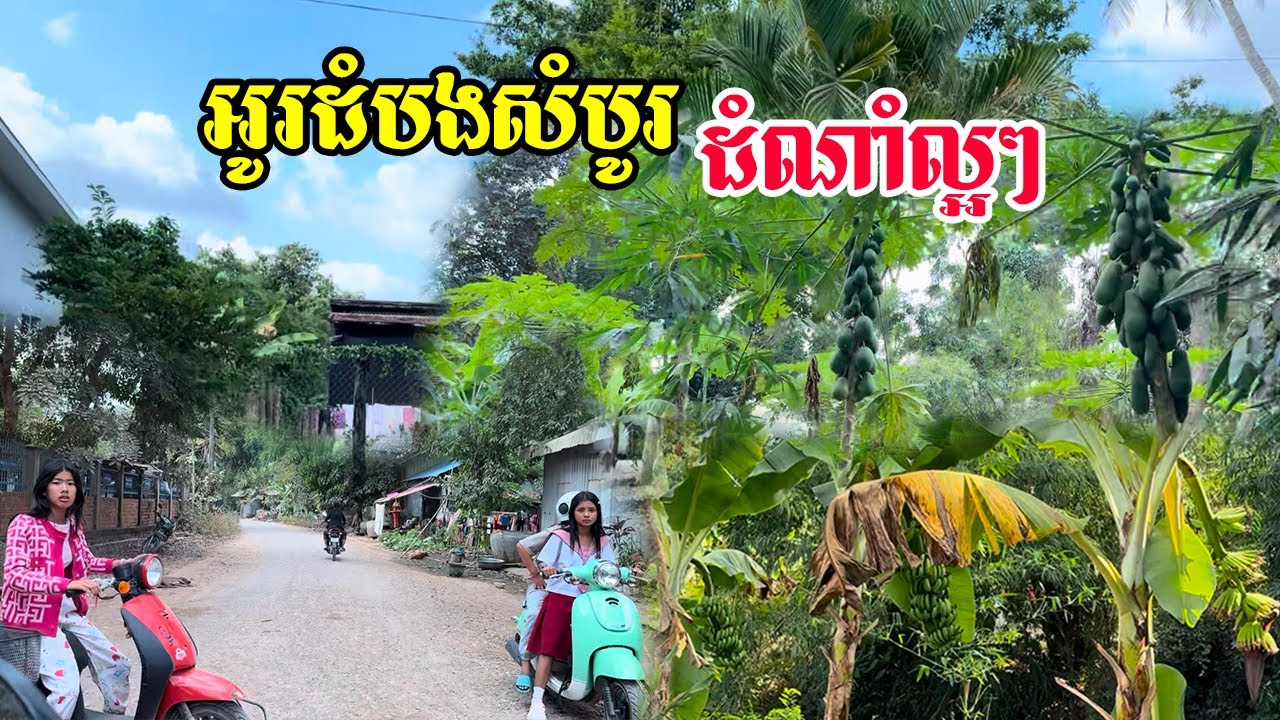 ភូមិខាងអូរដំបងសំបូរដំណាំបន្លែល្អៗខ្លាំងក្នុងភូមិក៏ស្រស់ស្អាតសំបូរចំការល្មុតដើមធំៗនឹងដំណាំជាច្រើនទៀត