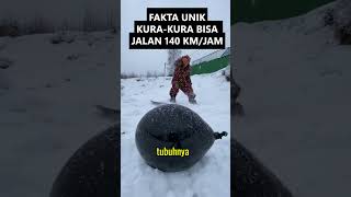 Download Lagu Fakta Kura kura bisa jalan cepat #faktamenarik #faktaunik #shorts MP3