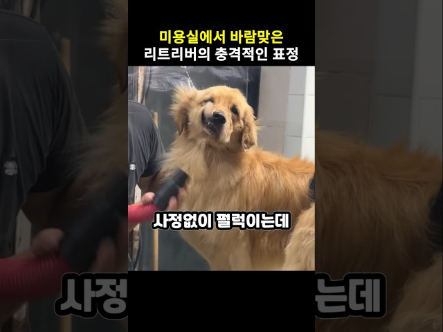 미용실에서 바람맞은 리트리버의 충격적인 표정