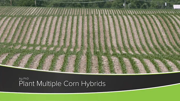 Plant Multiple Corn Hybrids (From Ag PhD Show #1181 - Air Date 11-22-20)