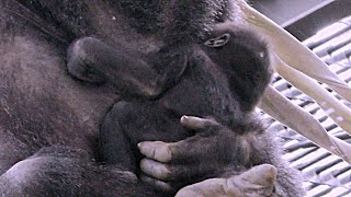 運動して疲れたらママのお乳💗赤ちゃんゴリラキンタロウ【京都市動物園】