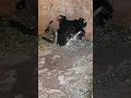 Cobra attacked on chicksmother hen protecting her kidspart2