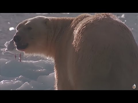 Yırtıcı Hayvan Olun: Kutup Ayısı Leopar Foklarına Karşı | Vahşi Yaşam belgeseli