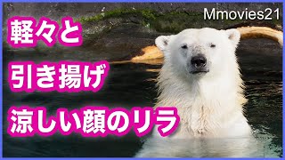 怪力ホッキョクグマ リラ大木を水底から引き揚げ 樹皮を剥がして遊ぶ Polar Bears