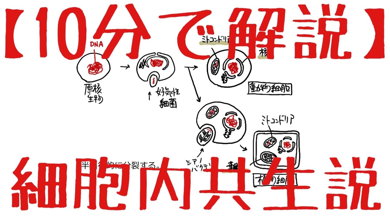 生物基礎 第1章 細胞内共生説 Youtube