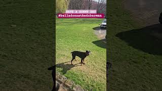 #belladonnathedoberman #sun #positivevibes