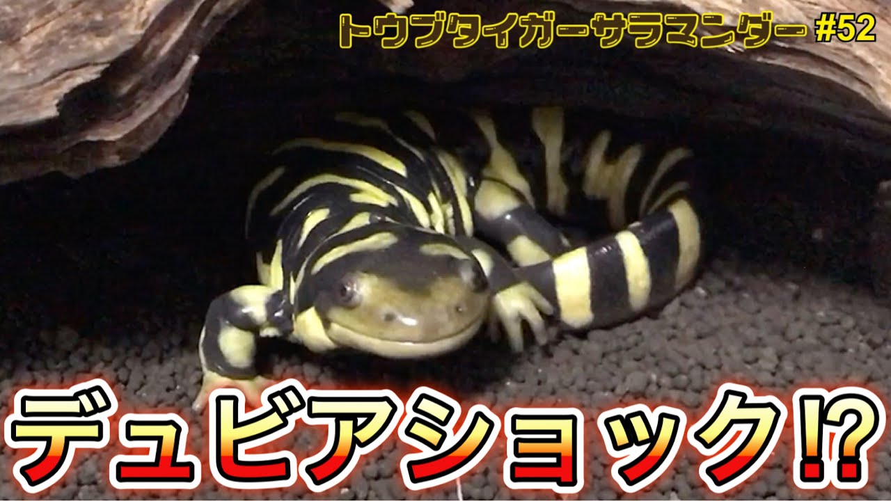 トウブタイガーサラマンダー 飼育 52 デュビアショック エサやり Youtube トウブタイガーサラマンダー 飼育 52 デュビアショック エサやり Youtube