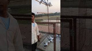 #kabutar #shortsviral #youtbe