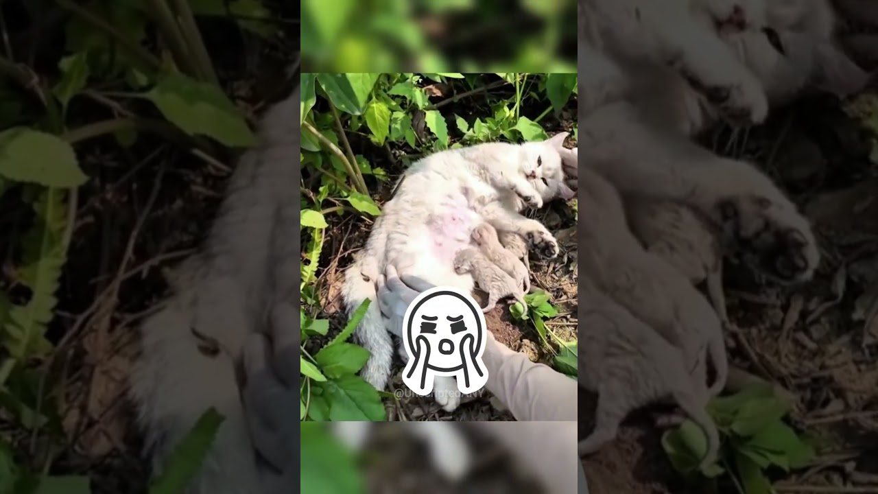 The Last Embrace A Tiger’s Love Beyond Life 