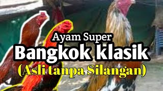 REVIEW!!! Ayam Bangkok Wiring Berkualitas || DITAWAR 5 JT ||. 