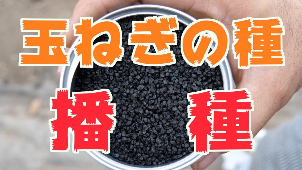 9 13 玉ねぎの播種 479 Youtube 9 13 玉ねぎの播種 479 Youtube