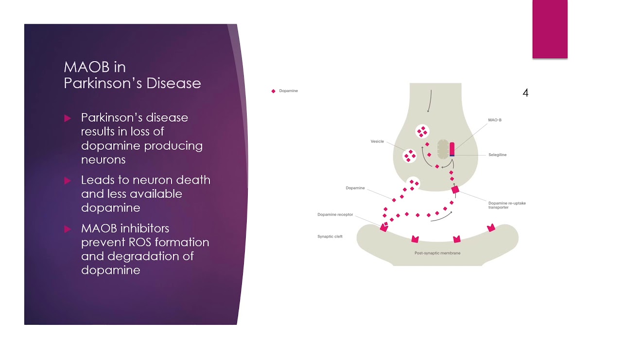 Monoamine oxidase B (MAOB) YouTube