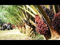 Asia Oil Palm Farm and Harvest - Oil Palm Cultivation Technology