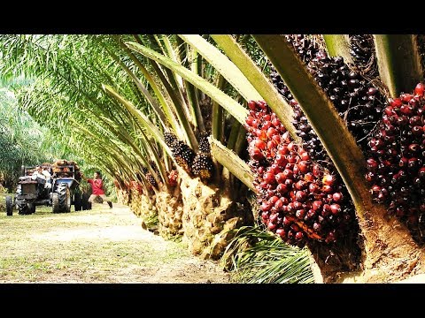 Video: Ano ang hitsura ng palm oil?