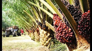 Asia Oil Palm Farm and Harvest - Oil Palm Cultivation Technology
