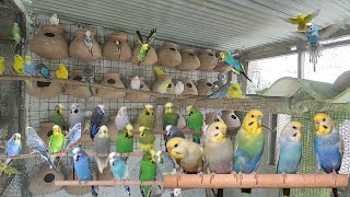 1Hours of Budgies Sound | Budgies Talk 1Hours Video | Nkbirds by NK Birds 119 views 1 year ago 1 hour