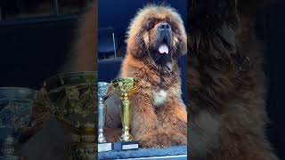 Tibetan mastiff puppy Best in show #dogofinstagram #dogoftheday #mastiff #puppy #animal #dog