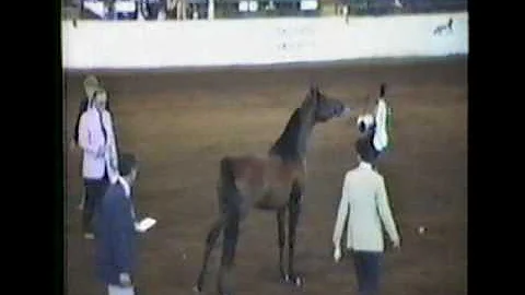 Stringer Farm pt2, Dean Stringer Arabians