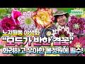 노지월동 겹꽃의 왕! 화려하고 우아한 야생화 봄정원에 꼭 심으세요~ Mp3 Song