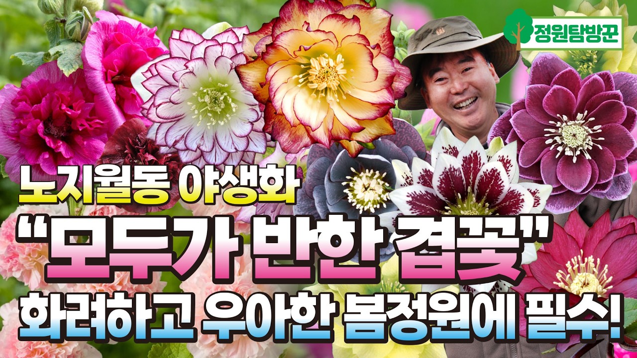 노지월동 겹꽃의 왕! 화려하고 우아한 야생화 봄정원에 꼭 심으세요~