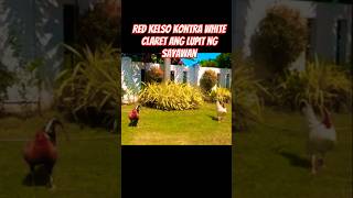 Red Kelso Kontra White Claret 