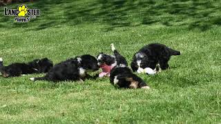Mini Bernedoodle Puppies