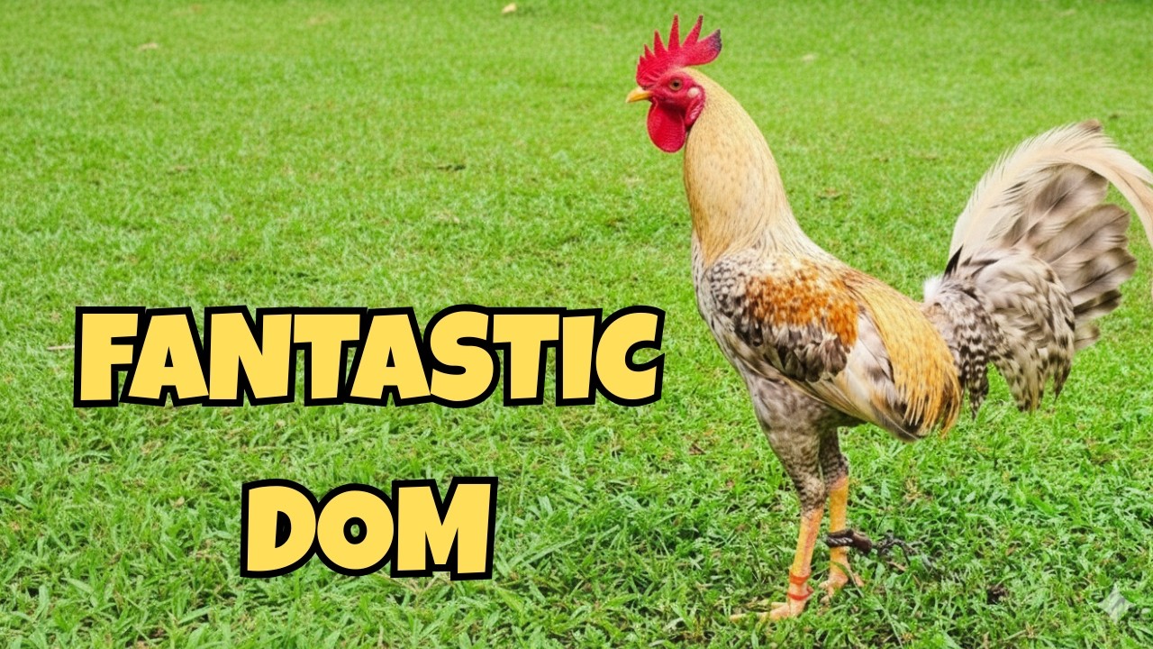 WGE 2026 | Nito Mendoza | Atty. Jun Mendoza