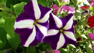 Purple Flowers | Free HD Video (No Copyright)