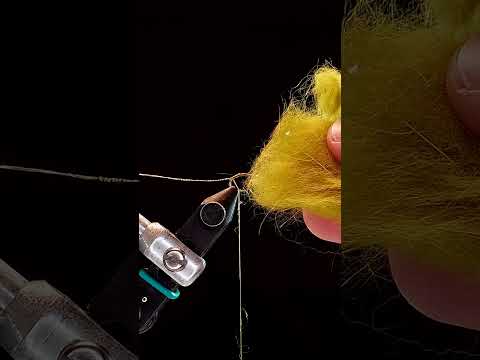 The BEST FLY