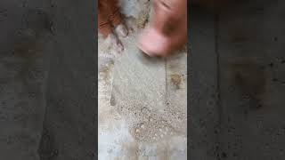 mini carpet cleaning | satisfying rug cleaning