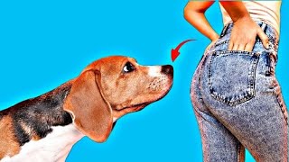 Why Dogs Sniff Butts And Other Canine Mysteries