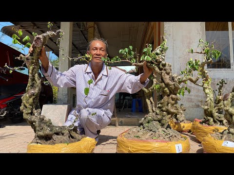 Video BÁO GIÁ LÔ KHẾ GÂN DÁNG ĐẸP ngày 22/1/2020 | Bonsai... - youtube