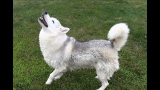 Huskies Shake Off Water in Slow Motion by AnimalHouseforReal 2,489 views 5 years ago 26 seconds