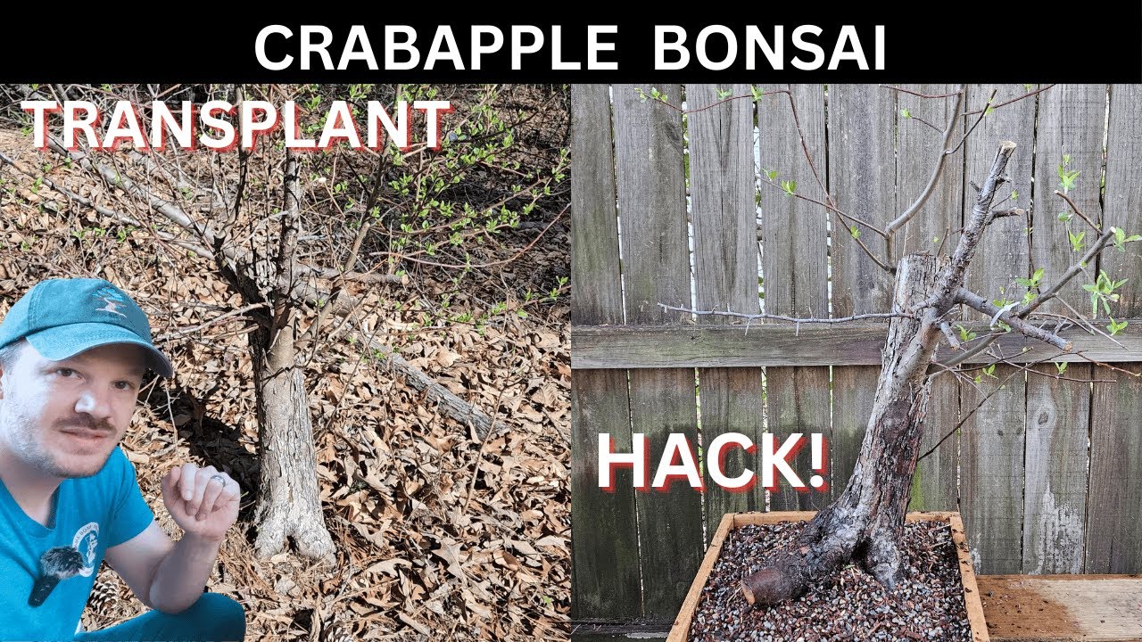 Collecting a Yamadori Crabapple: Step by Step Bonsai Journey