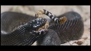 Kingsnake eat Rattlesnake to tail