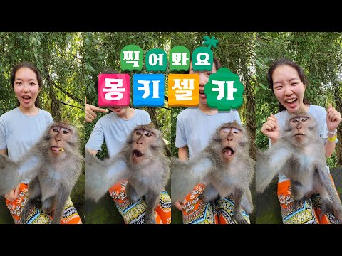 🐵원숭이가 셀카 찍어주는 우붓 몽키 포레스트∥🇮🇩인도네시아 발리2
