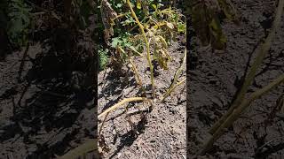 Are you potatoes dying? It's time to harvest!