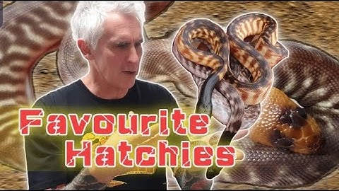 FAVOURITE HATCHIES - CrittaCam