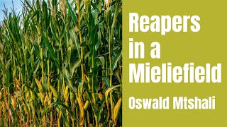 Reapers in a Mieliefield by Oswald Mbuyiseni Mtshali ANALYSIS 🌽