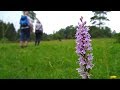 Rundweg zur Orchideenwiese in Hagen