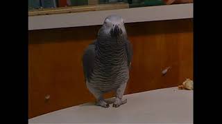 Outcomes elementary alex the parrot extracts