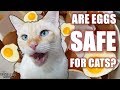 Can CATS eat eggs? Can cats eat RAW eggs?! - Cat Lady Fitness