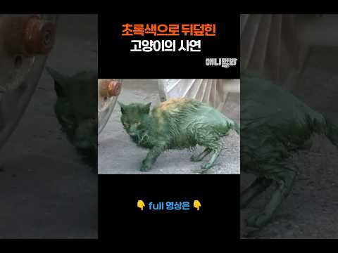 초록색으로 뒤덮힌 고양이의 사연 #애니멀봐 #shorts