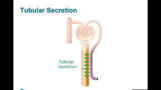 Ch. 24 (Part B) - Urinary System