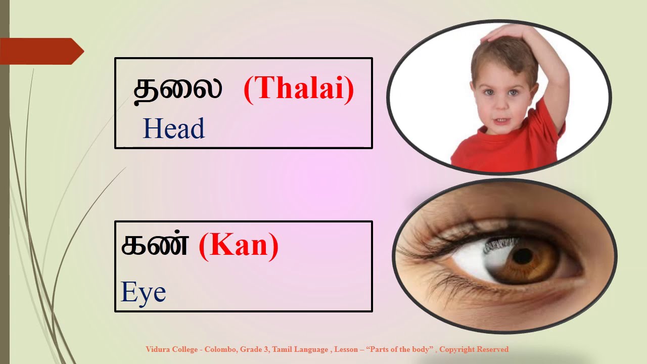 Grade 3 Tamil Parts of the Body - YouTube