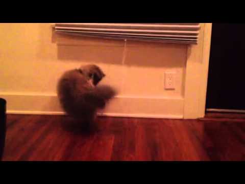 persian-kitten-hilarious