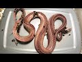 Red Tail Boa Dermestid Beetle Timelapse