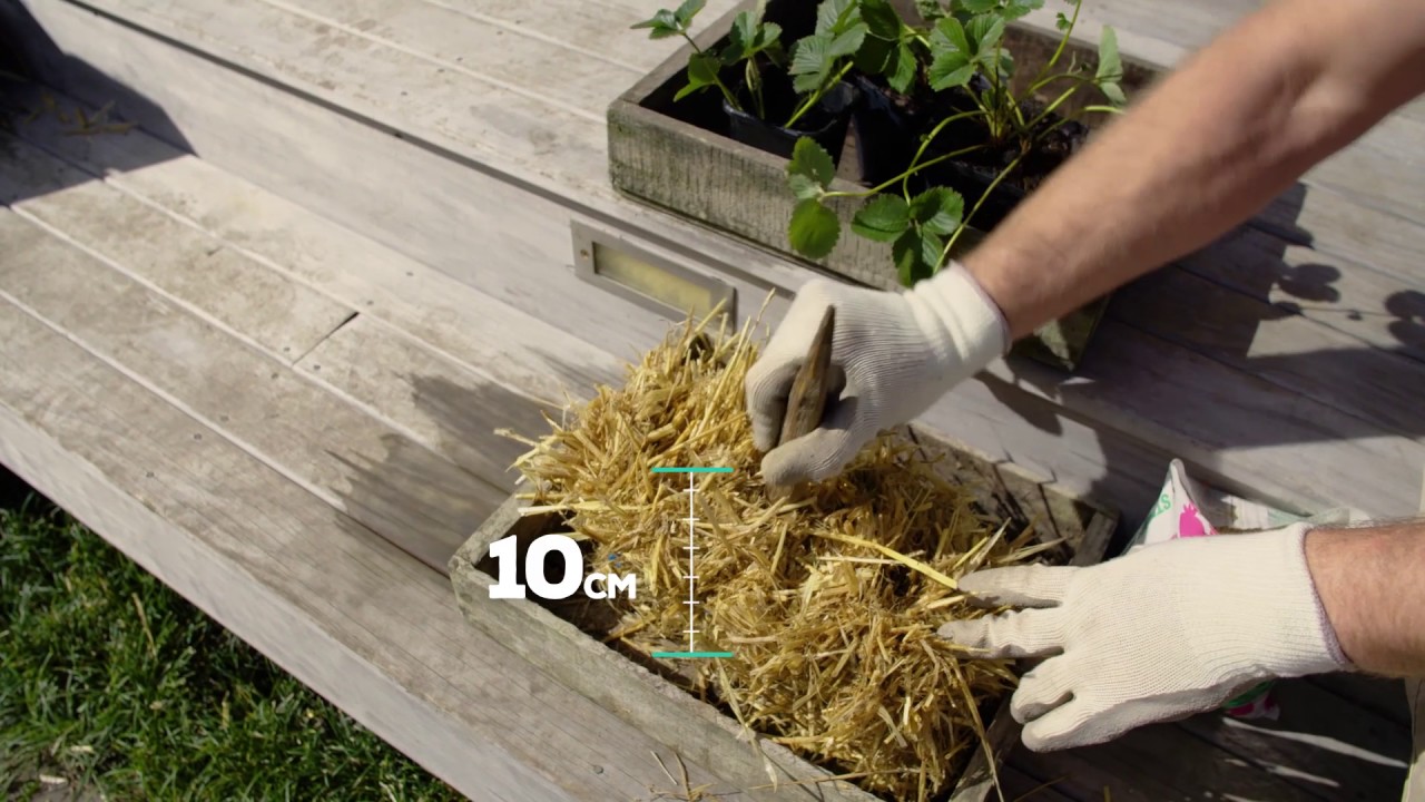 Tui Gardening Hack Strawberry Straw Bale Garden Youtube